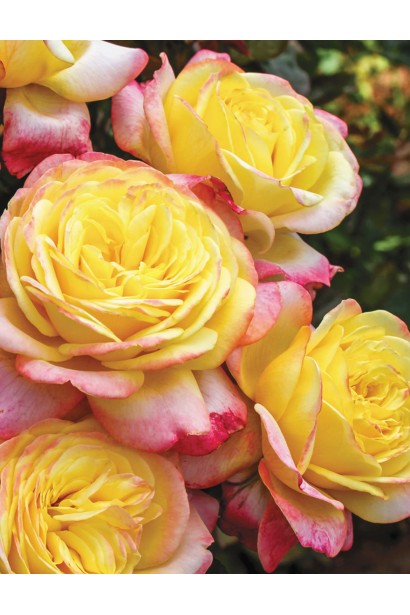 Троянда біколор Ювілей Кордеса